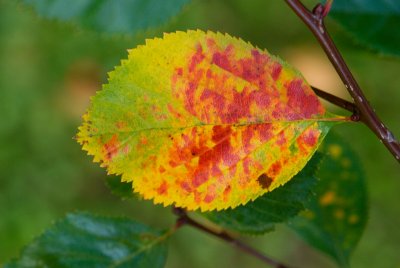 Crataegus crus-galli - hloh kuří noha - list podzim